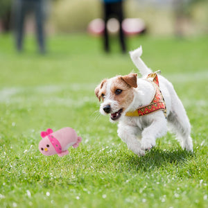 Plush Squeaky pet Toys,  Bite-Resistant,  Cleans Dogs and cats teeth. perfect for Puppy Training